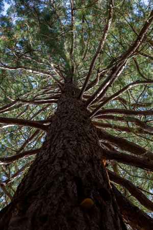 Looking up a tall tree trunk on a sunny dayの写真素材