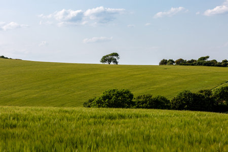 A view over farmland in the South Downs, with green cereal crops in the fields in early summer