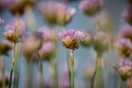 A close up of sea thrift flowers on the Sussex coast, with selective focus