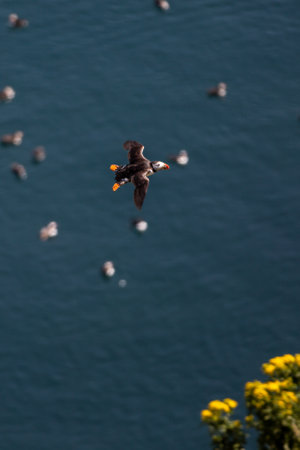 A puffin flying over the ocean at Skomer Island, on a sunny July dayの写真素材