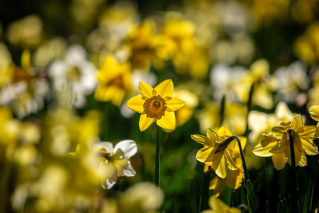Vibrant yellow daffodils in Sussex, on a sunny March day