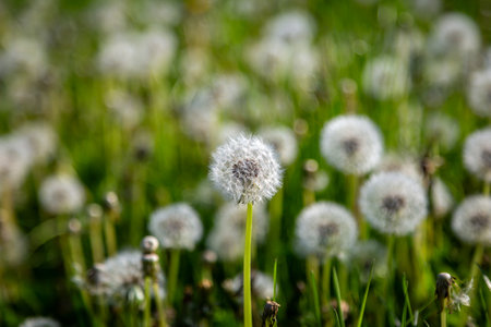 The seed heads of taraxacum, commonly known as dandelions, with a shallow depth of fieldの写真素材