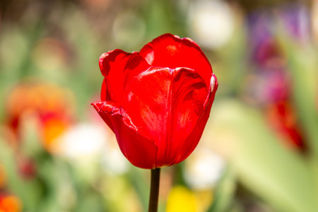 A red tulip in the spring sunshineの写真素材