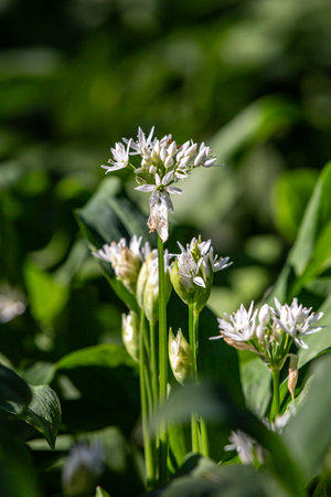 A close up of wild garlic flowers in the spring sunshineの写真素材
