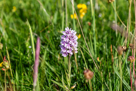 A common spotted orchid in a meadow in Sussex on a sunny summer's dayの写真素材