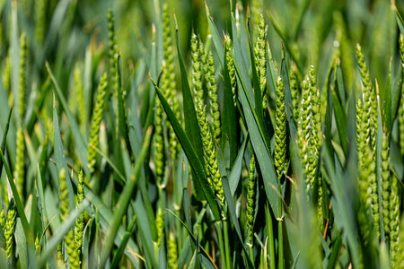 Cereal crops growing in early summer, with selective focusの写真素材