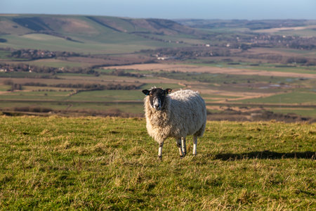 A close up of a sheep in a field in the South Downs, on a sunny January dayの写真素材