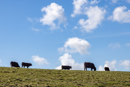 Looking up at cows grazing on a South Downs hillside, with a blue sky overheadの写真素材