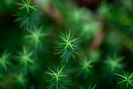 A macro photograph looking down at common haircap moss, with a shallow depth of field