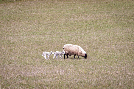 A ewe and two lambs in the Sussex countryside, on a sunny spring evening