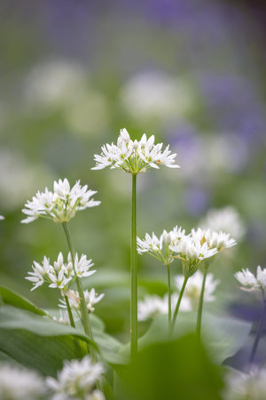 Wild garlic growing in woodland in Sussex, with selective focus