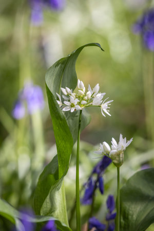 A close up of a wild garlic flower on a sunny spring  morning