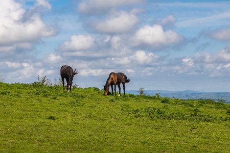 Two horses on a South Downs hillside, on a sunny spring dayの写真素材