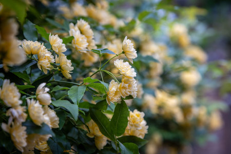 An abundance of pretty roses in bloom in spring, with a shallow depth of fieldの写真素材