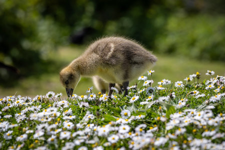 A gosling in a field of daisies, with a shallow depth of field