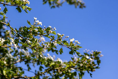 A crataegus monogyna, commonly known as hawthorn, flowering in springtime with a blue sky overheadの写真素材
