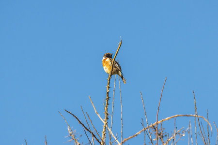 A stonechat at the Sussex coast, on a sunny spring dayの写真素材
