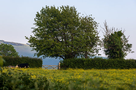 Pretty buttercups in a field in Sussex, on a May dayの写真素材