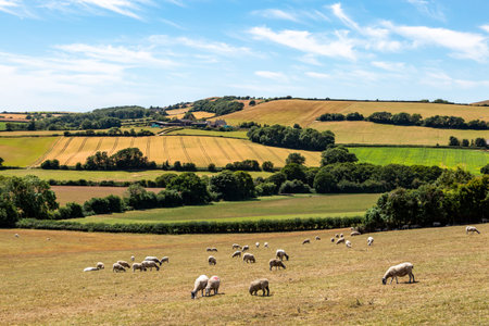 A rural Isle of Wight farm landscape with grazing sheep in the foreground and a blue sky overhead