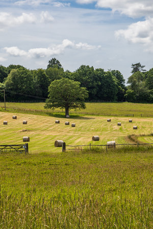 A view over a field of hay bales in rural Sussexの写真素材