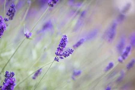 A close up of pretty lavender flowers in the summertime, with a shallow depth of fieldの写真素材
