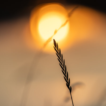 A seeded grass stem in front of a sunset sky, with a shallow depth of fieldの写真素材
