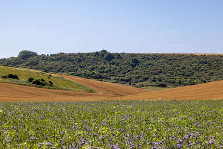 A field of phacelia blooming in the South Downs, on a sunny summer's day