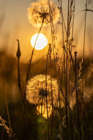 A close up of dandelions in seed with a sunset sky behindの写真素材