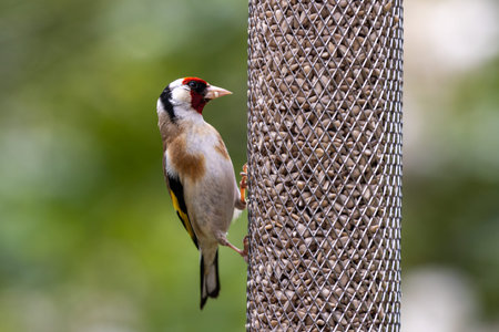 A European Goldfinch eating sunflower seeds in the summer sunshine, with a shallow depth of fieldの写真素材