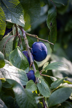 A close up of ripe damsons on a tree in the summer sunshine, with a shallow depth of fieldの写真素材