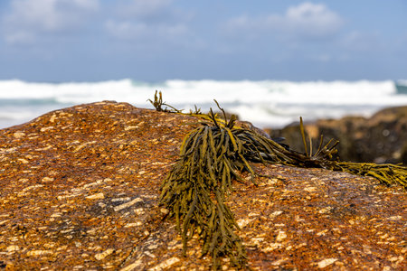 Seaweed on a rock on the beach at low tide, on a sunny summer's dayの写真素材