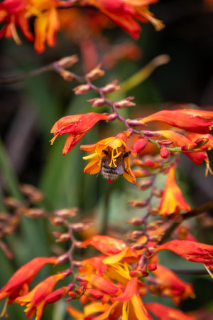 A crocosmia plant in bloom, with a bee inside a flower collecting pollenの写真素材