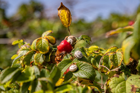 A beach rose plant on the Cornish coast, with snails on the leavesの写真素材