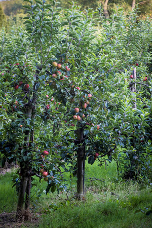A close up of apple trees in an orchard in early autumnの写真素材
