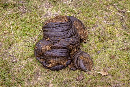 A high angle view of cow feces in rural Cornwallの写真素材