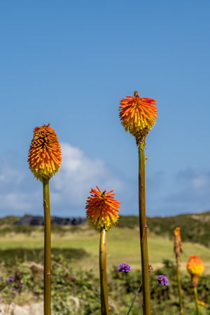 Vibrant red hot poker flowers in  summertime, with a shallow depth of fieldの写真素材