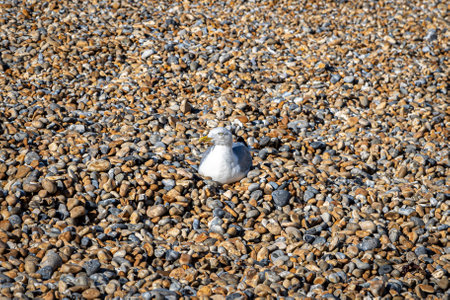 A seagull resting on a pebble beach in the late summer sunshineの写真素材