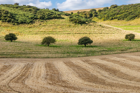 Trees in a row at the edge of farmland in Sussex, on a sunny September dayの写真素材