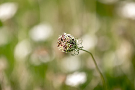 A daucus carota, commonly known as Queen Anne's Lace, growing in the September sunshine, with a shallow depth of fieldの写真素材