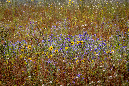 Flowers blooming in a meadow in Sussex, with a shallow depth of fieldの写真素材
