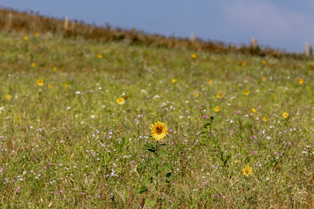 A pretty wildflower meadow in the South Downs, on a sunny September dayの写真素材