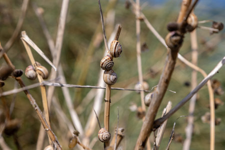 A close up of theba pisana snails on a plantの写真素材