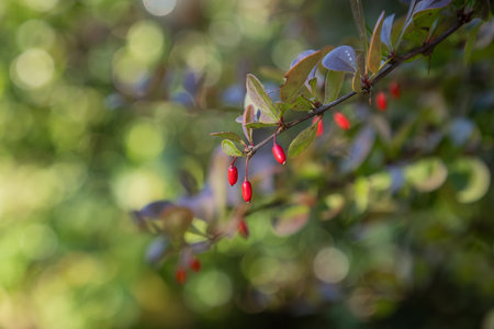 The berries of a barberry plant in the autumn sunshine, with a shallow depth of fieldの写真素材