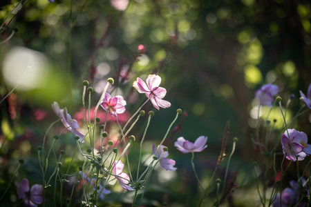 Anemones blooming in a Sussex garden, on a sunny October morningの写真素材