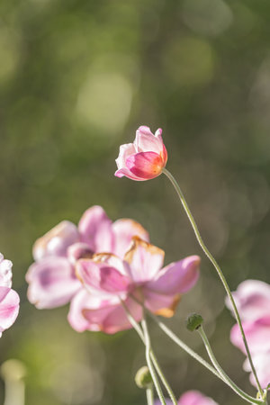 Pretty anemone flowers growing in the October sunshine, with selective focusの写真素材