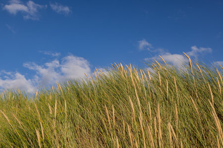 Ammophila, commonly known as marram grass, growing on sand dunes in the Northwest of Englandの写真素材