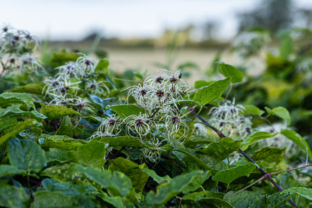 Old Man's Beard in a hedgerow in the Sussex countryside, with a shallow depth of fieldの写真素材