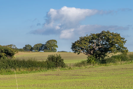 A view over fields in the Sussex countryside, with a blue sky overheadの写真素材