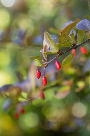 Barberry berries in the morning sunshineの写真素材