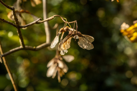 A close up of the seeds on a sycamore tree, on a sunny autumn dayの写真素材